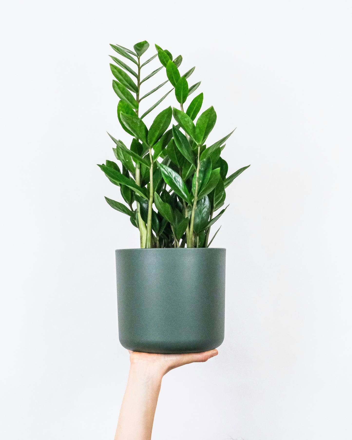 The Easy Green Set