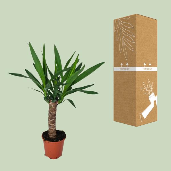 Yucca