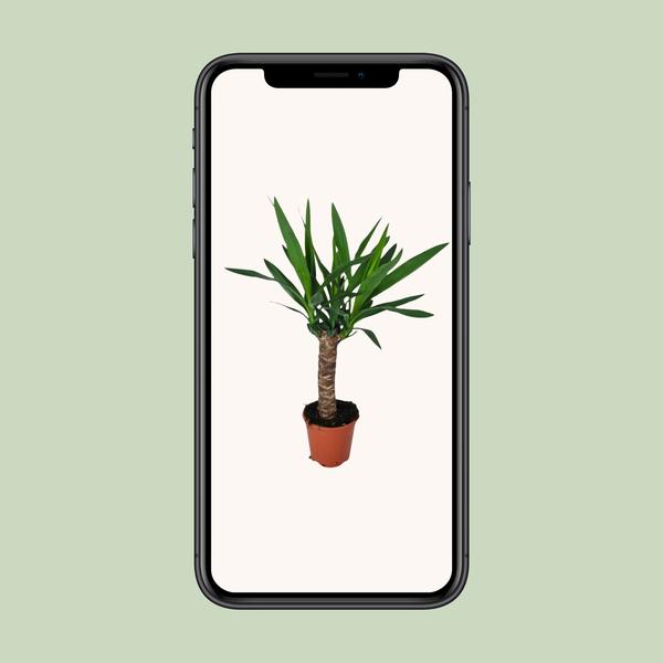 Yucca