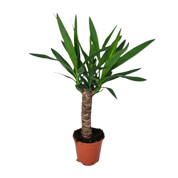 Yucca