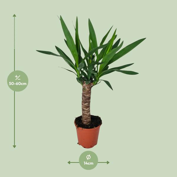 Yucca