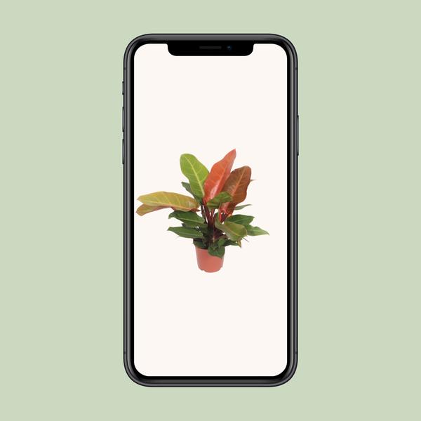 Philodendron Prince of Orange