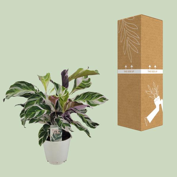 Calathea White Fusion