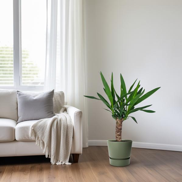 Yucca