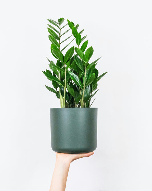 The Easy Green Set