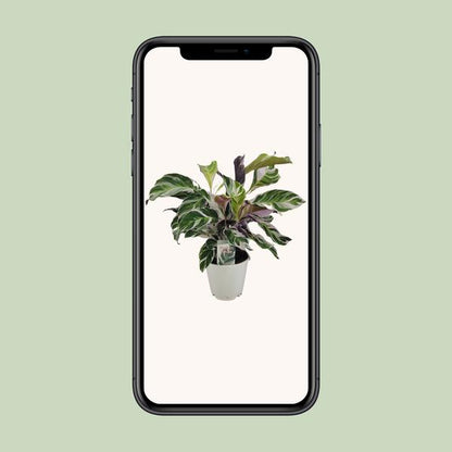 Calathea White Fusion