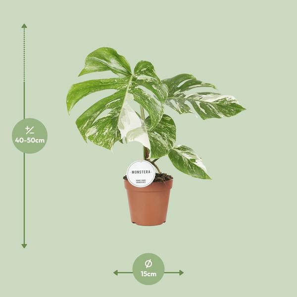 Monstera Deliciosa Variegata