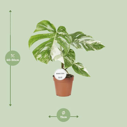 Monstera Deliciosa Variegata
