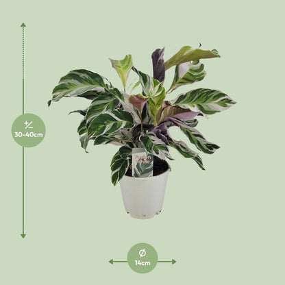 Calathea White Fusion