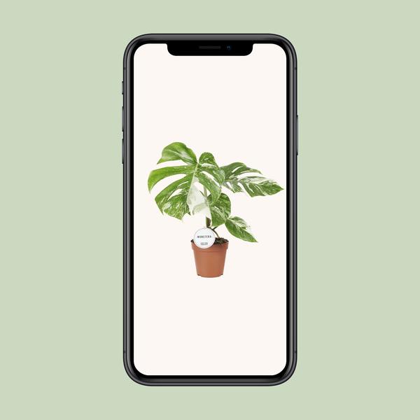 Monstera Deliciosa Variegata